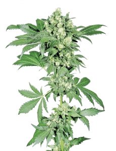 afghani