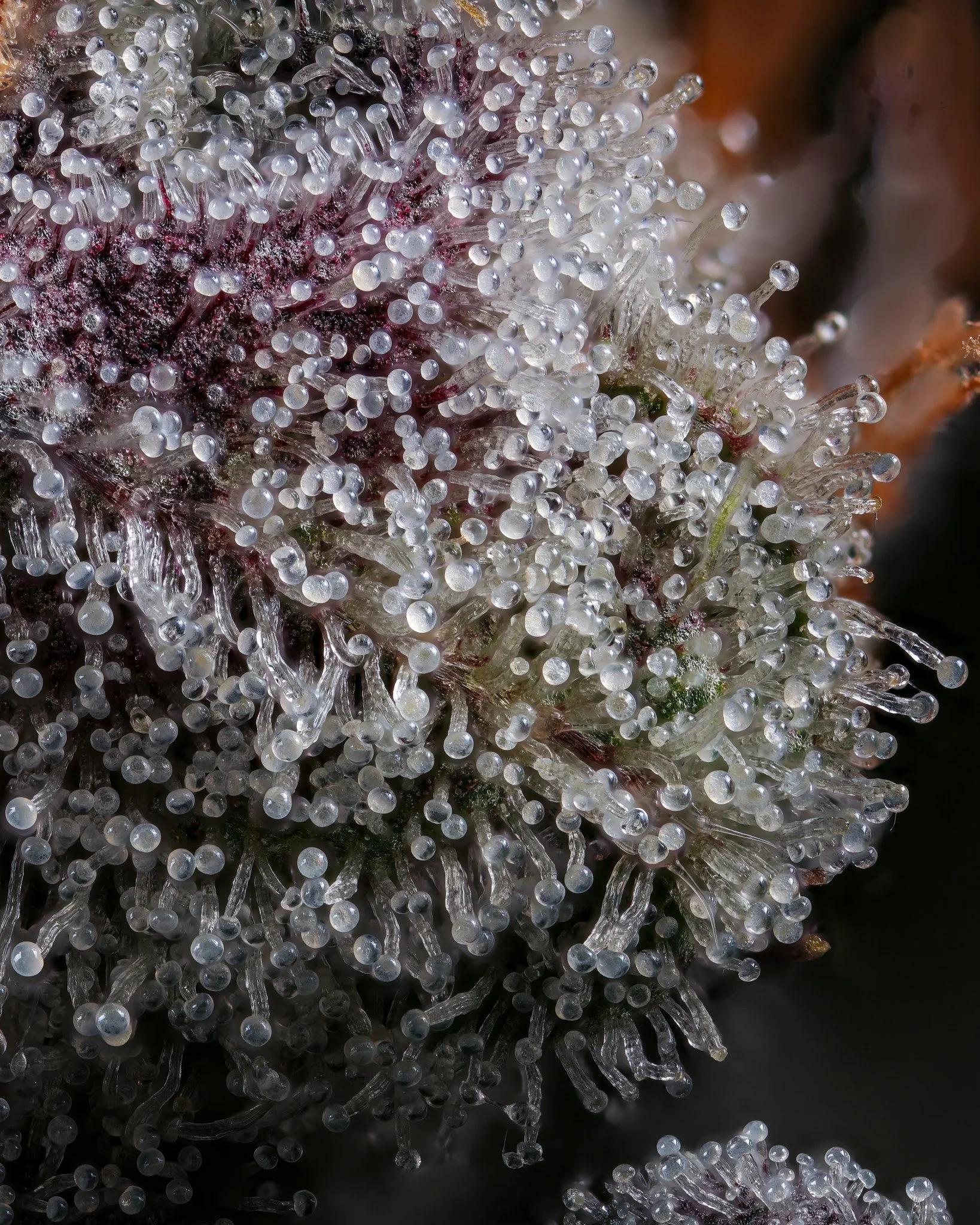 Whether it’s the tropical candy terpenes of Zkittlez, the creamy sweetness of Wedding Cake, or the deep grape flavor of Grape Candy, premium exotic flower continues to shape the future of cannabis — one flavorful strain at a time.
